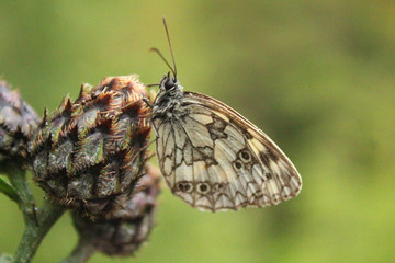 butterfly alighting on a flower