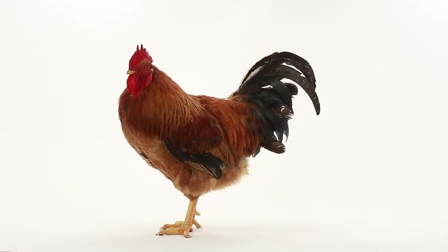 rooster on  white screen
