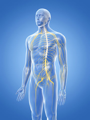 3d rendered medically accurate illustration of the nervous system