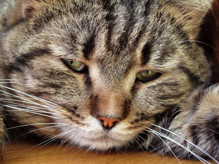 Naklejka na ściany i meble Close-up portrait of a sad mackerel tabby cat