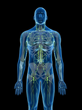 3d rendered medically accurate illustration of the lymphatic system