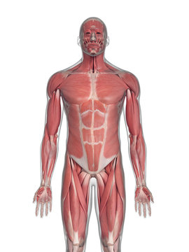 3d rendered medically accurate illustration of the muscles