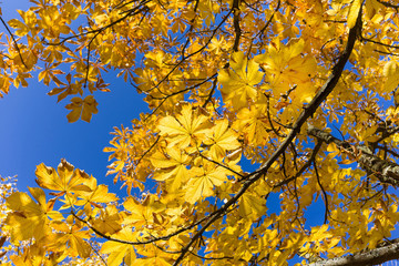 autumn yellow leaves on a tree