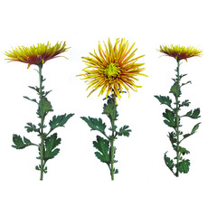 flower  green  chrysanthemum