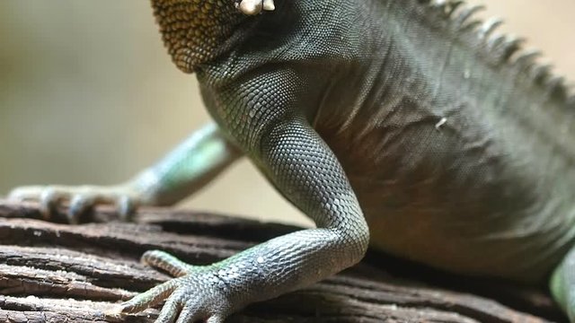 Close up chinese water Dragon.Camera tilt up.

