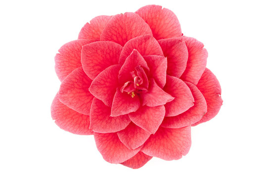flower of camellia on a white background