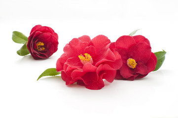 flowers of camellia on a white background