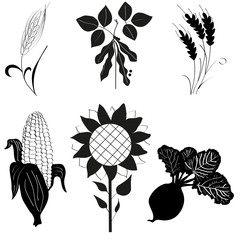 Посевные культуры