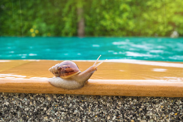 snail beside the swimmimg pool