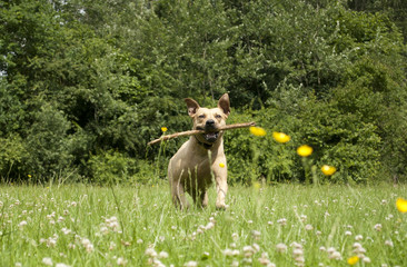 Spelende gezonde blije hond, Amerikaanse Staffordshire terrier, speelt met stok in het park