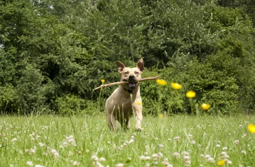 Fototapeten Spelende gezonde blije hond, Amerikaanse Staffordshire terrier, speelt met stok in het park © monicaclick