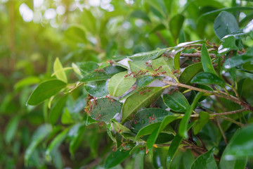 Fototapeta premium Ant nests on tree , Red Ants nesting