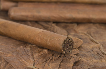 Zigarren aus Kuba, auf Tabakblatt