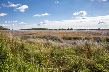 Wiese mit Kornblumen in der Schleiregion
