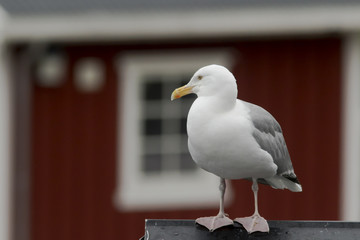 The European herring gull (Larus argentatus), Norway, Europe