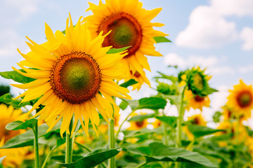 Beautiful landscape sunflower in field