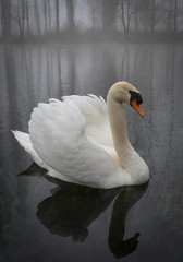 The lake and the forest in the fog
