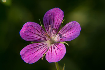 beautiful purple forest flower