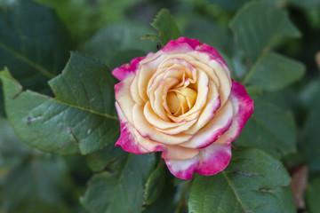 Yellow pink rose bloom in the garden.