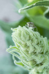 Palomena beetle per plant.