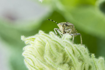 Palomena beetle per plant.