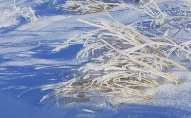 frost on grass