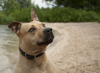 Portret van hond met zand op neus