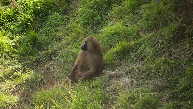a family of baboons sitting in rocks
