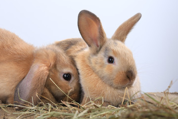 Fototapeta premium pair of rabbits
