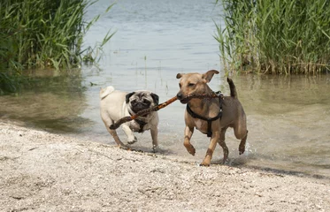 Foto auf Leinwand Blije honden spelen samen buiten in het water met een stok © monicaclick