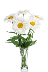 bouquet of daisies on white background