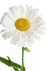 chamomile flower on white background