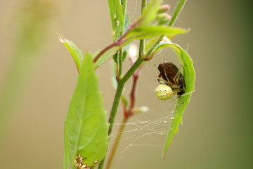 Spinne