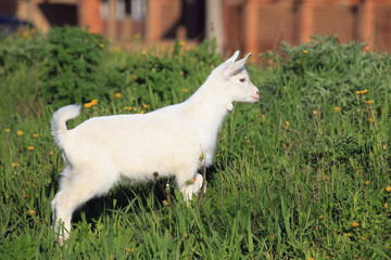 Obraz premium goatling on a meadow