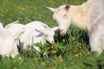 Naklejka na ściany i meble Goat with kids on a meadow