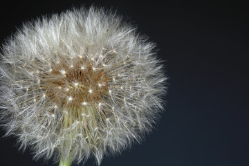 Fototapeta premium fluffy dandelion