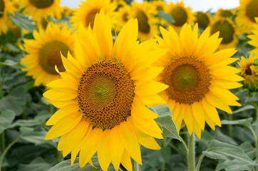Field with sunflowers.