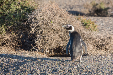 Patagonia penguin close up portrait on the beach