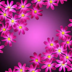 Fototapeta na wymiar Beautiful floral background isolated purple kosmeya 