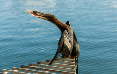 Cormorant drying his wings at a lake Eola, Orlando, Florida,.