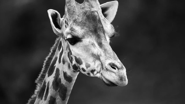amazing giraffe close up shots