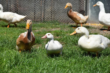 Brown and white duck on a farm.
