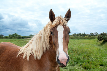 Fototapeta premium Cheval postier breton