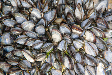 Moules en vrac accrochés aux rochers