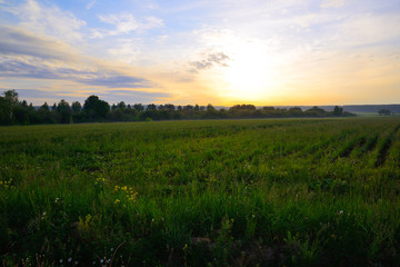 Grass and wild flowers at sunrise