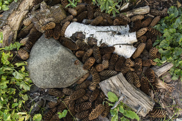Pine cones and spruce.