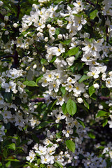 flowering branches of apple