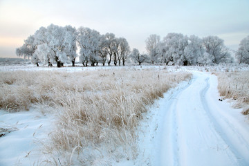 oak in hoarfrost