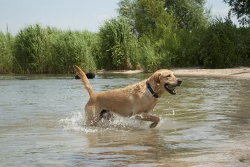 Foto auf Acrylglas Fröhlicher glücklicher Hund spielt mit Ball im Wasser © monicaclick