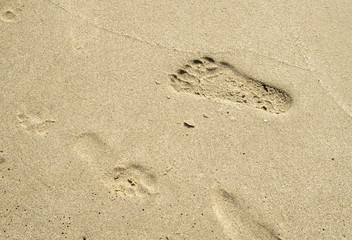 Fototapeta na wymiar Footprints in wet sand close to sea